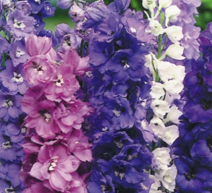 Picture of Delphinium Garden Hybrid - Magic Fountain